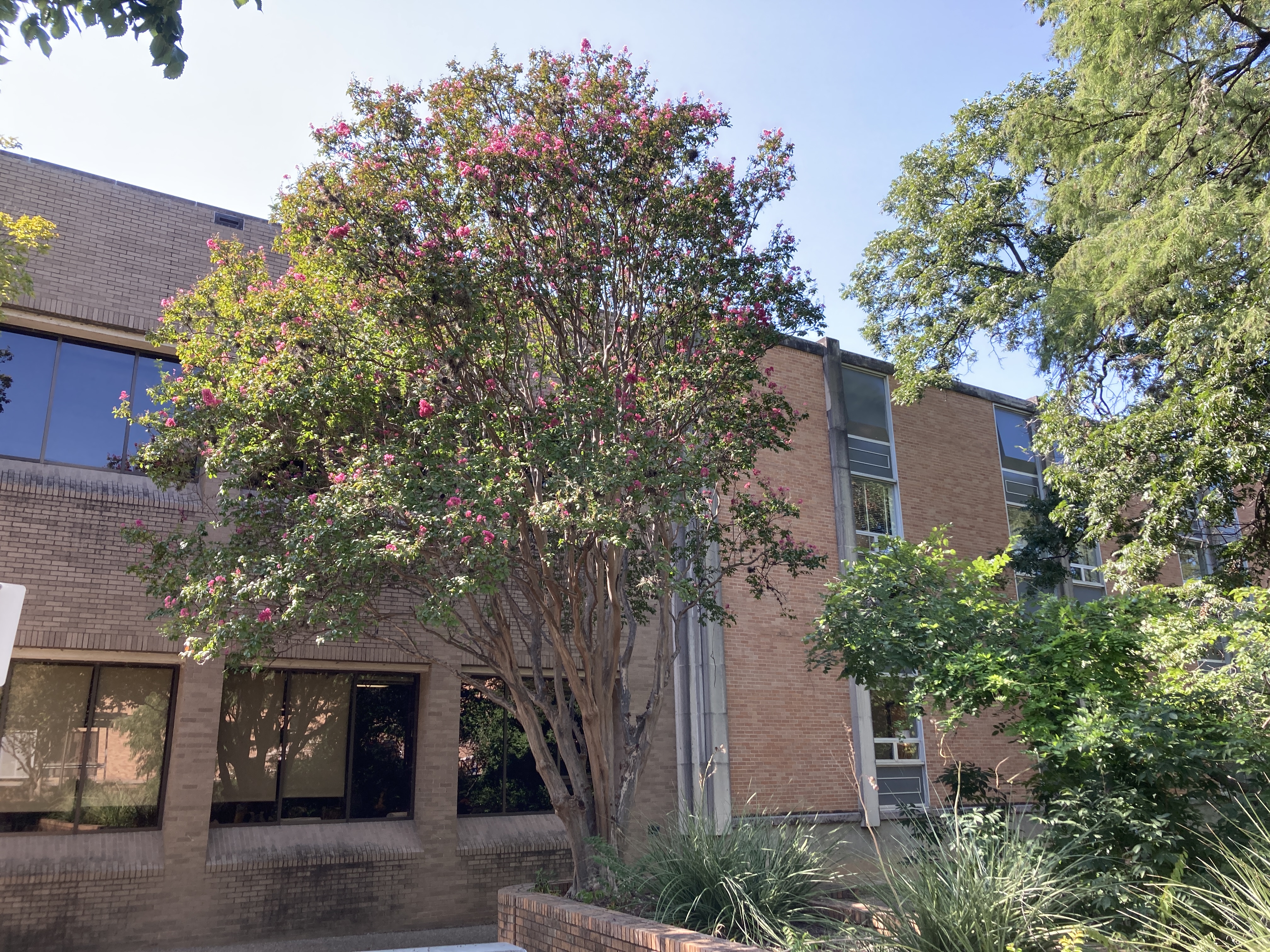 A picture of Crape Myrtle